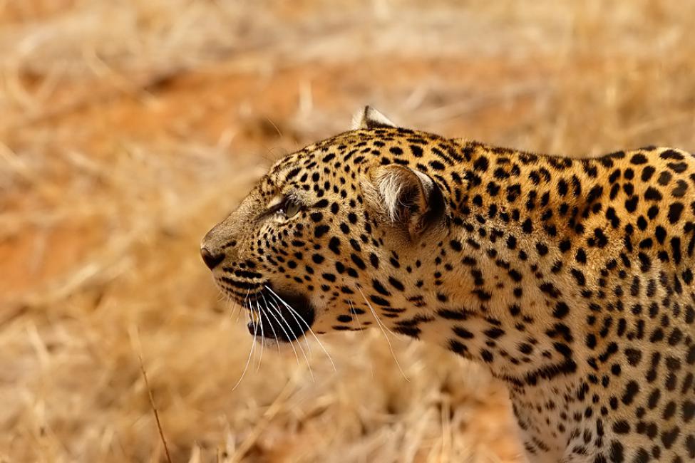 Retrato de leopardo